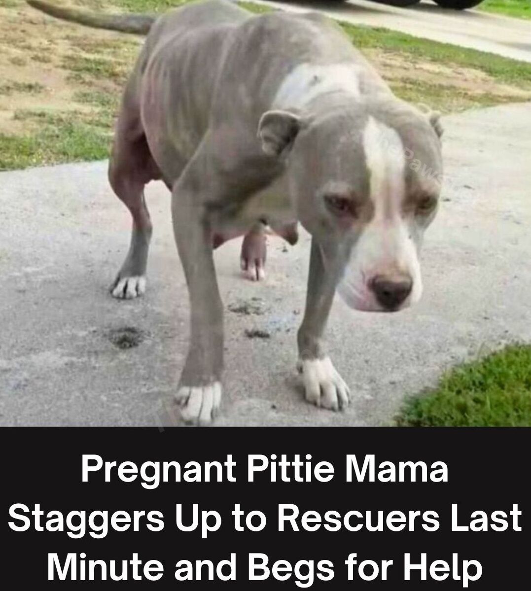 Pregnant pittie mama staggers up to rescuers last minute and begs for help