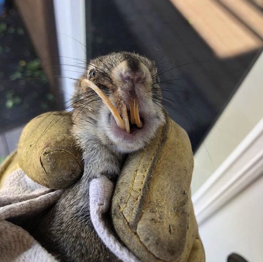 Animal lover finds squirrel with giant tooth, brings him home and gives him a new opportunity – thank you